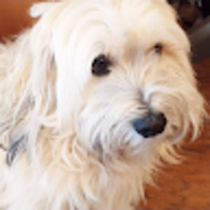 Meet your Posher, Willow